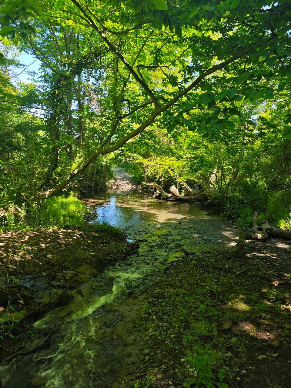Самурский лиановый лес